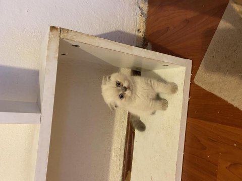 A kalite ev üretimi scottish fold bebekler