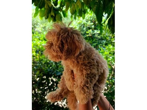 3 aylık dişi ve erkek poodle yavrular