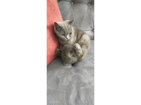 Scottish fold kedisi