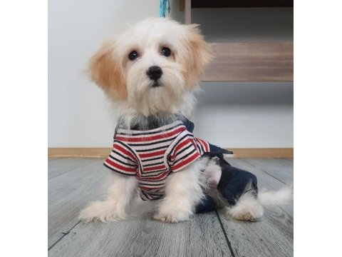 Orjinal maltioo yavrular