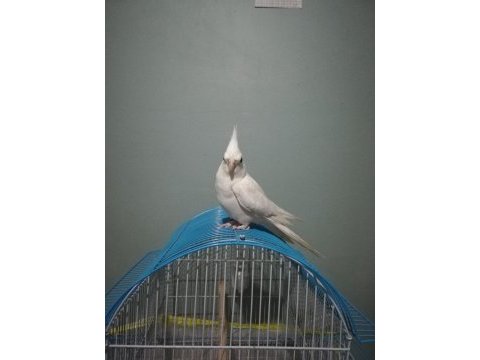 Konuşan albino sultan papağanı