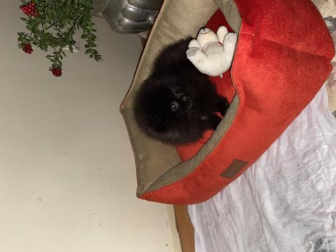 Molly pomeranian köpeği