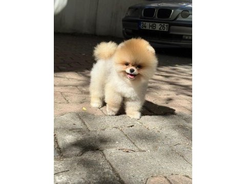 En iyi boo yavruları