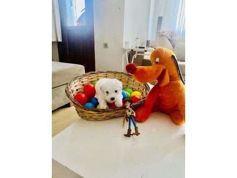 Maltese terrier xs sıfır numara son iki yavrum
