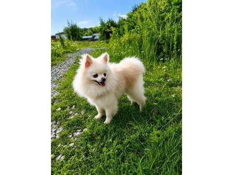 Mikro teacup pamuk prenses pomeranian boo