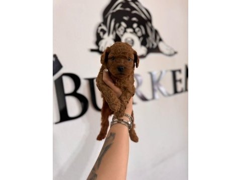 En akıllı apartman köpeği a şecereli toy poodle