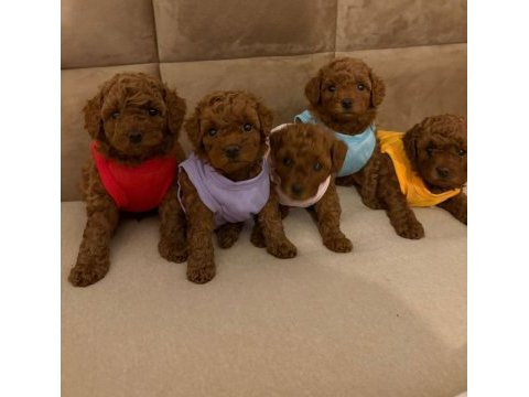Toy poodle yavrular