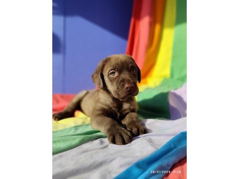 Üreticiden a plus kalite labrador yavrular