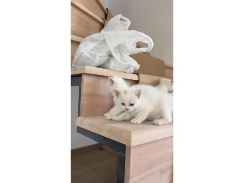 3 dişi 1 erkek british shorthair
