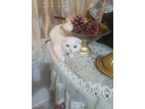 Bir annemiz bir dişi yavru kediler