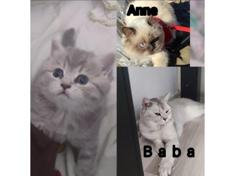 British shorthair silver açıklamayı okuyun