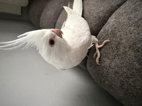 Albino sultan papağanı