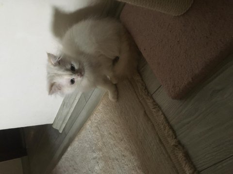 4 aylık erkek yavru british longhair acil