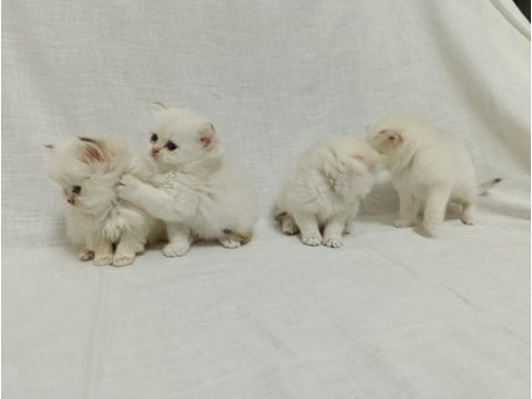 British longhair bebişlerimiz