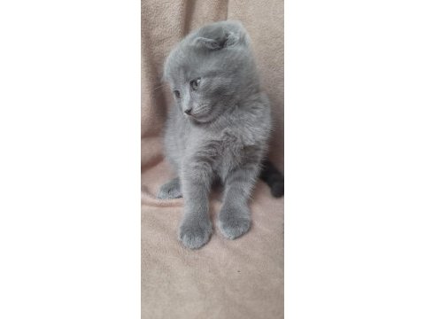 Ankarada orijinal scottish fold yavruları 45 günlük