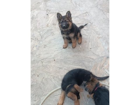 Alman kurdu yavrularım sağlık garantili