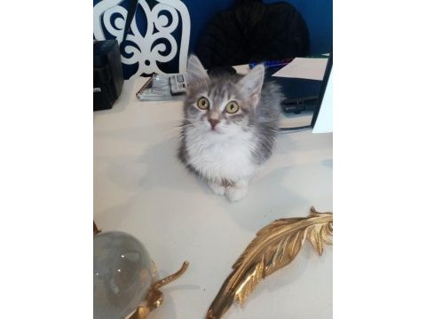 Küçük sevimli british shorthair yavrumuza yuva arıyoruz
