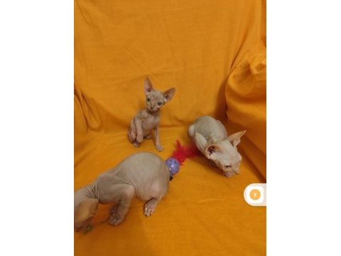 Sphynx home son yavru kediler