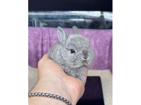 Cüce tavşanlar netherland dwarf yavrularımız