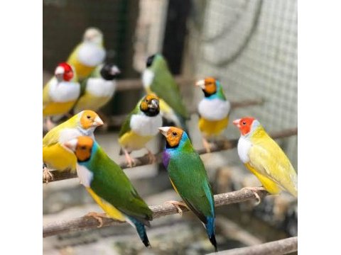 Goldian finch takım tek tek