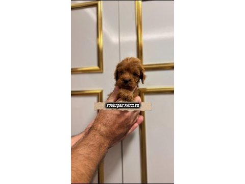 Toy poodle yavrumuz