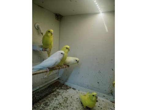 Muhabbet kuşları a kalite