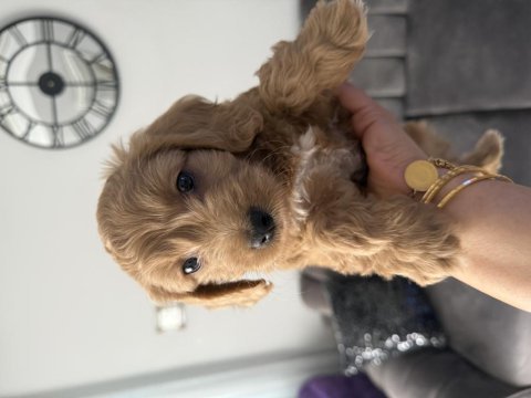 Toy poodle erkek yavrumuz