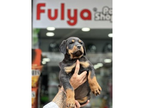 Irk garantili rottweiler yavrular