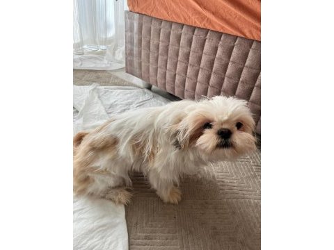 6 aylık safkan dişi shih-tzu (şitsu) yuvasını arıyor