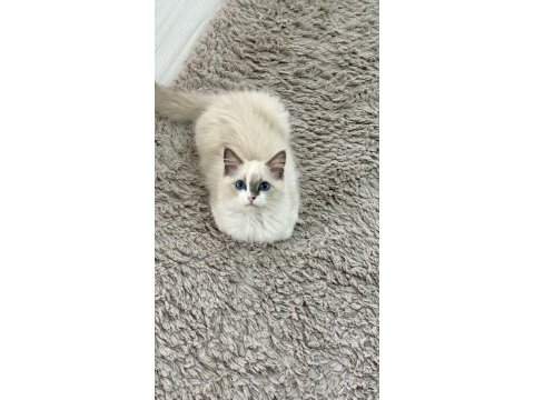 Ragdoll bebeklerimiz