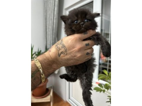 Orjinal sağlıklı british longhair