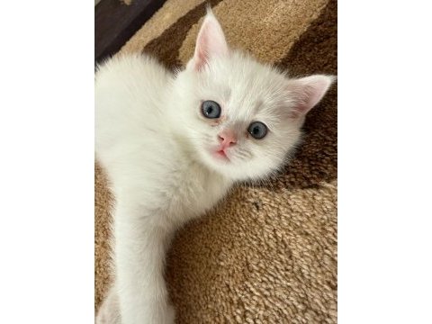Kartaneleri british shorthair bebekler