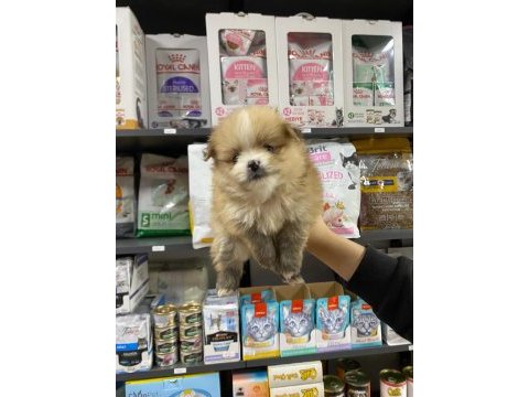 Erkek bebek pomeranian