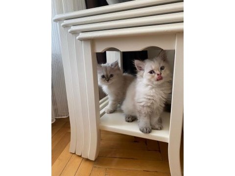 Safkan british longhair bluepoint dişi yavrular