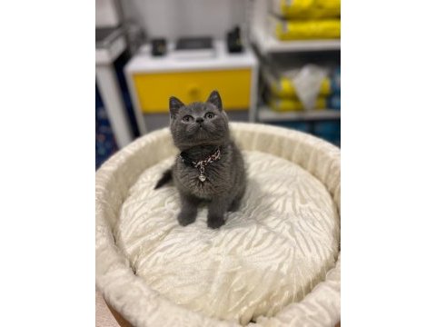 Safkan british shorthair bebekler