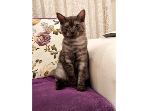 2 aylık british shorthair