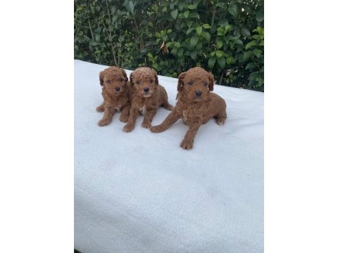 A kalite toy poddle yavrularımız