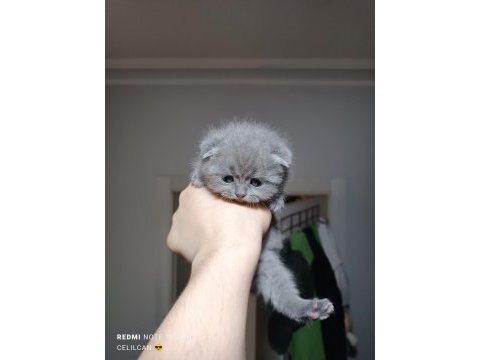 Dünyalar tatlısı ömürlük scottish fold dostlar