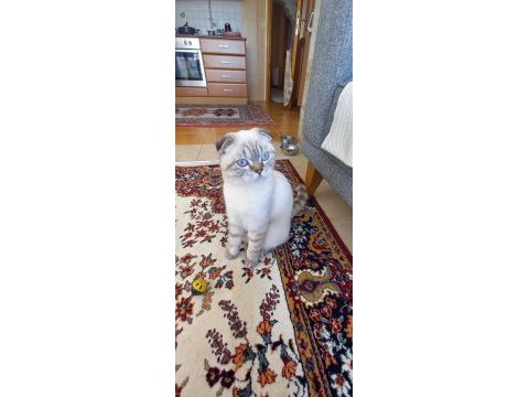 Güzel scottish fold kızım