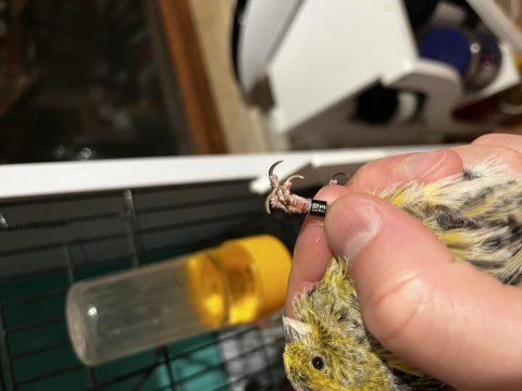 Gold lizard çift kanarya