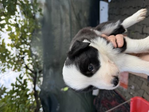 Saf kan orjinal border bebeler sadece kalite ve mutluluk