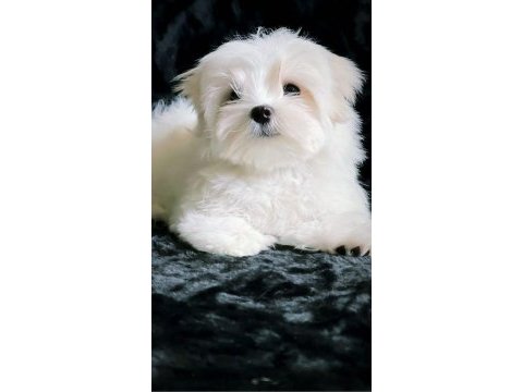 Maltese terrier yavrularımız canlı görerek alabilirsiniz