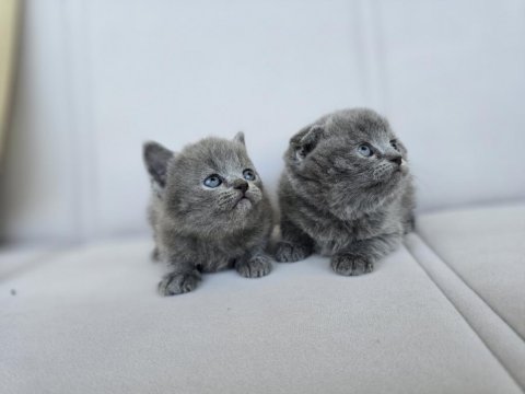 Gri scottish fold dişi yavru