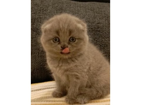 Dişi scottish fold yavrular