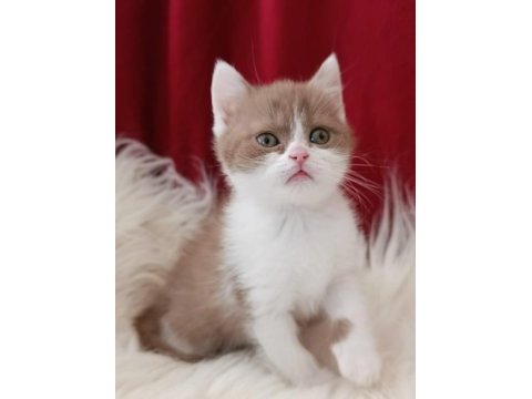 British shorthair bebekler yeni ailesini arıyor