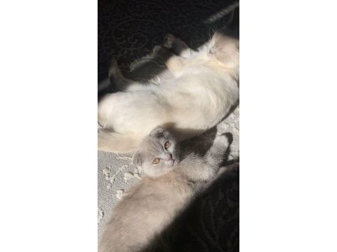 5 aylık scottish fold lilac yavrumuz