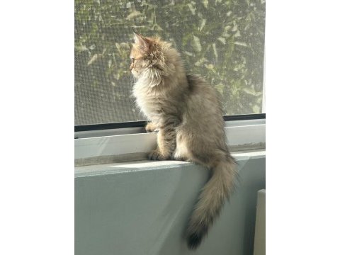 Golden british longhair