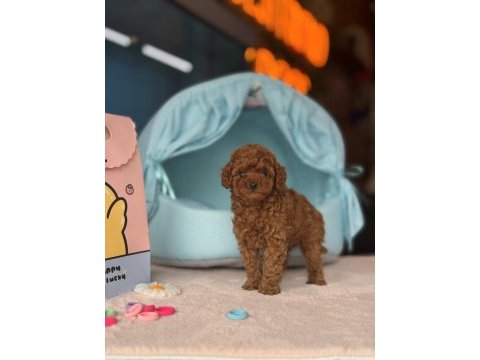 Poodle kalite asla tesadüf değildir