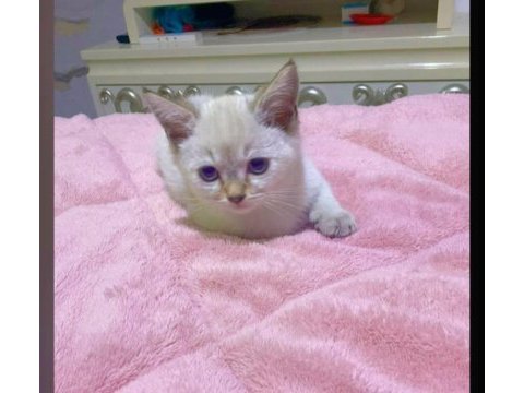 British shorthair yavrularımız