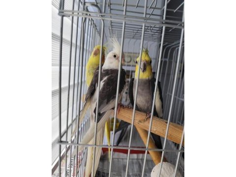 Sultan papağanı dişimi erkekli